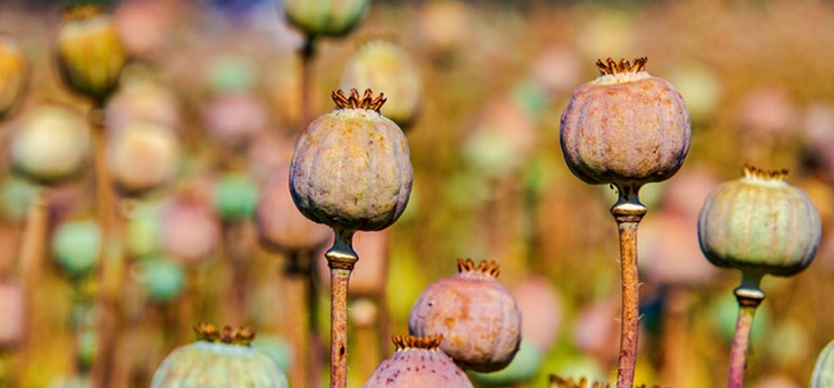 Our offerings encompass medicinal poppy capsules